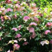 ヒメ日記 2025/12/28 13:55 投稿 りょうこ 肌水(名古屋)