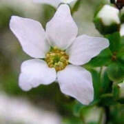 ヒメ日記 2026/02/03 17:20 投稿 りょうこ 肌水(名古屋)