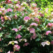 ヒメ日記 2026/04/15 17:46 投稿 りょうこ 肌水