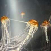 ヒメ日記 2026/01/18 04:01 投稿 ぱいん マリン土浦本店