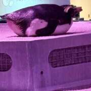 ヒメ日記 2025/10/15 11:18 投稿 せいら 恋愛マット同好会