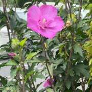 ヒメ日記 2025/09/12 20:04 投稿 紅林 熟女の風俗最終章 横浜本店