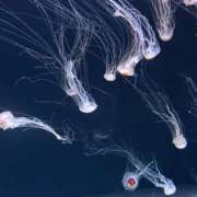 ヒメ日記 2025/10/27 13:02 投稿 さくら 新橋ラズベリードール