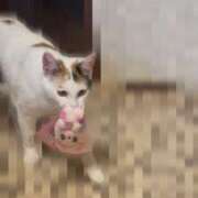 ヒメ日記 2026/03/16 11:11 投稿 ゆうひ 奈良市ちゃんこ