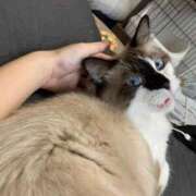 ヒメ日記 2025/11/28 10:30 投稿 YOU～ピュアな新入性～ グッドスマイル