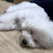 ヒメ日記 2025/12/09 16:31 投稿 ゆいね 東京人妻セレブリティ（ユメオト）