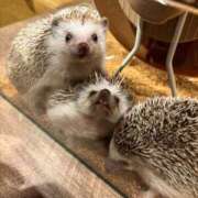 ヒメ日記 2026/03/08 00:34 投稿 てん JDリフレ