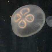 ヒメ日記 2025/09/18 00:19 投稿 葉月 みつり しゃせきょっ!XX教育される制服女子たち