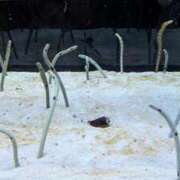 ヒメ日記 2025/09/04 08:00 投稿 わか 完熟ばなな 上野店