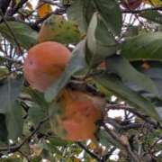 ヒメ日記 2025/10/18 07:10 投稿 わか 完熟ばなな 上野店