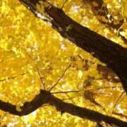 ヒメ日記 2025/11/12 07:04 投稿 わか 完熟ばなな 上野店