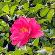 ヒメ日記 2025/12/27 09:10 投稿 わか 完熟ばなな 上野店