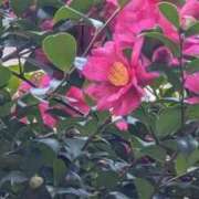 ヒメ日記 2026/01/12 09:16 投稿 わか 完熟ばなな 上野店