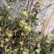 ヒメ日記 2026/03/21 09:26 投稿 わか 完熟ばなな 上野店