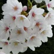 ヒメ日記 2026/04/01 07:06 投稿 わか 完熟ばなな 上野店