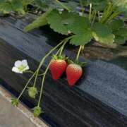 ヒメ日記 2026/02/07 16:49 投稿 ちょこ G-SCANDAL