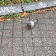 ヒメ日記 2025/10/20 07:46 投稿 薬師丸らん ABC 岩手ソープ