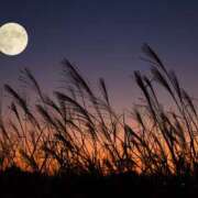 ヒメ日記 2025/10/26 02:50 投稿 ゆりな 錦糸町人妻セレブリティ（ユメオト）