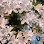 ヒメ日記 2025/09/23 19:45 投稿 紫季（しき） 丸妻 錦糸町店