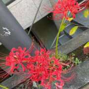 ヒメ日記 2025/09/24 18:47 投稿 紫季（しき） 丸妻 錦糸町店