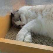 ヒメ日記 2025/09/14 10:20 投稿 あるか わちゃわちゃ密着リアルフルーちゅ西船橋