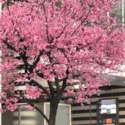 ヒメ日記 2026/04/06 10:45 投稿 こと ドMな団地妻 名古屋・池下店