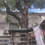 ヒメ日記 2026/03/14 11:10 投稿 くるみ 奥鉄オクテツ東京店（デリヘル市場）