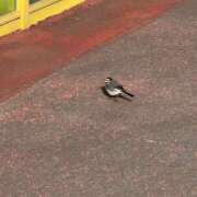 ヒメ日記 2026/02/11 23:59 投稿 さき★高学歴初心なエリートOL Bell～S級美女お姉様・人妻デリヘル～