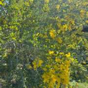 ヒメ日記 2026/03/23 04:21 投稿 さき★高学歴初心なエリートOL Bell～S級美女お姉様・人妻デリヘル～