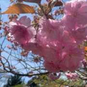 ましろ 春まだかなぁ〜🌸 サクラ（すすきの）