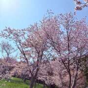 ヒメ日記 2026/04/28 00:03 投稿 ましろ サクラ（すすきの）