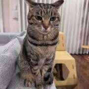 せら にゃんこ大好きなんです🐱💕 熟女の風俗最終章 錦糸町店