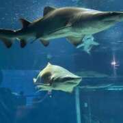 ヒメ日記 2026/01/18 18:21 投稿 あいり ぽちゃ・巨乳専門店　太田足利ちゃんこ