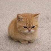 ヒメ日記 2026/04/09 08:06 投稿 にこ 吉原ファーストレディ