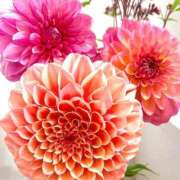 ヒメ日記 2025/10/13 12:21 投稿 神原 凛果 横浜貴楼館