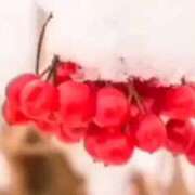 ヒメ日記 2026/01/31 22:39 投稿 みお 完熟ばなな札幌・すすきの