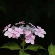 ヒメ日記 2026/06/29 21:29 投稿 みお 完熟ばなな札幌・すすきの