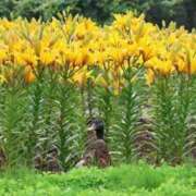ヒメ日記 2026/07/06 07:29 投稿 みお 完熟ばなな札幌・すすきの