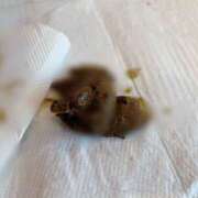 ヒメ日記 2026/01/13 11:45 投稿 えま 排泄マニア