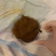 ヒメ日記 2026/03/21 18:16 投稿 えま 排泄マニア