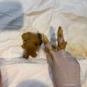 ヒメ日記 2026/03/24 18:39 投稿 えま 排泄マニア