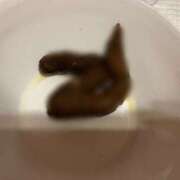 えま 久々の一本うん子 排泄マニア