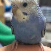 及川まな 本日 恋する奥さん 西中島店