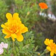 ヒメ日記 2025/09/27 16:42 投稿 花凪　はな 本庄人妻城