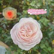 ヒメ日記 2026/01/08 08:14 投稿 花凪　はな 本庄人妻城