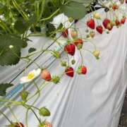 ヒメ日記 2025/09/28 23:16 投稿 あやみ リッチドールパート2梅田店