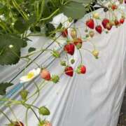 ヒメ日記 2025/09/28 23:25 投稿 あやみ リッチドールパート2梅田店