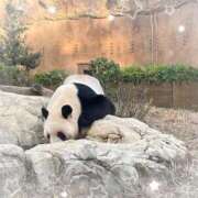 ヒメ日記 2025/11/15 07:23 投稿 ねね 見学娘