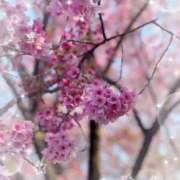 ヒメ日記 2026/04/02 13:53 投稿 ねね 見学娘