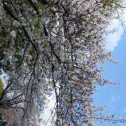 ヒメ日記 2026/04/02 17:57 投稿 かおり clubさくら難波店